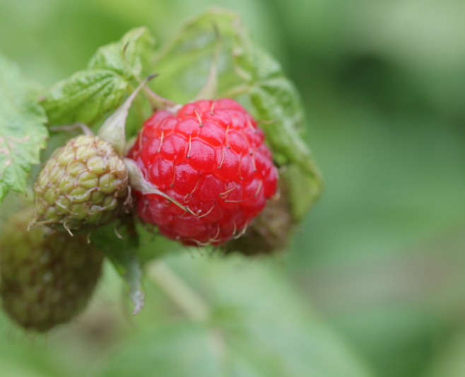 raspberry